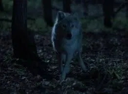The Alpha King