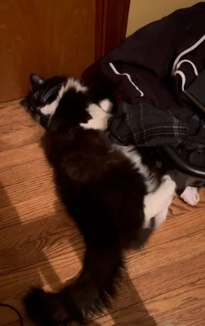 as promised... my cat!!