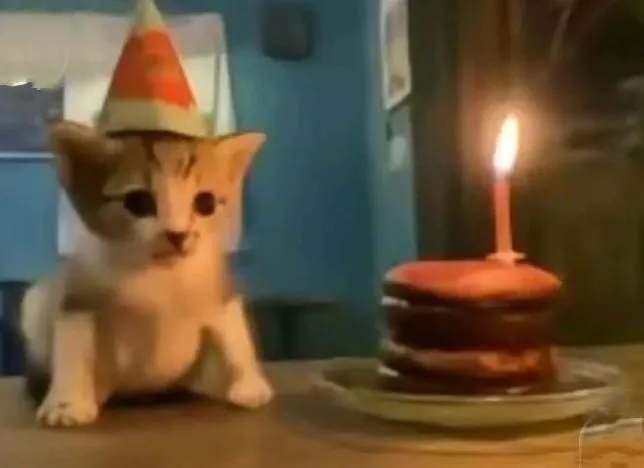 CELEBRATION!!!!🎉🎊🎂🍰