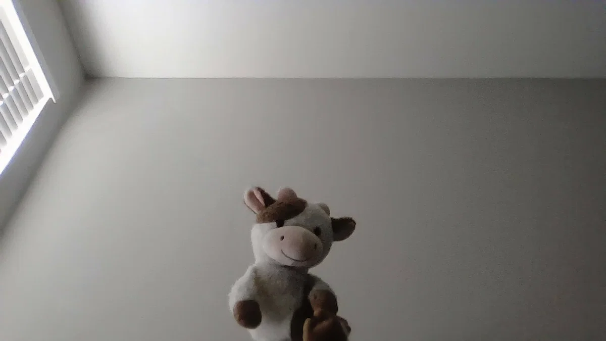the cow