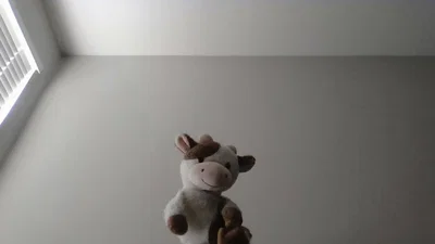 the cow