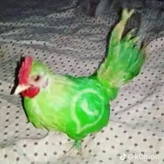 WhatsApp chicken 