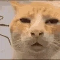 Should I continue the I like to comment account thing?