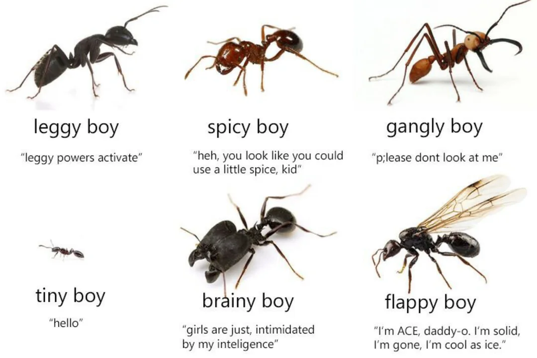 the ant colony