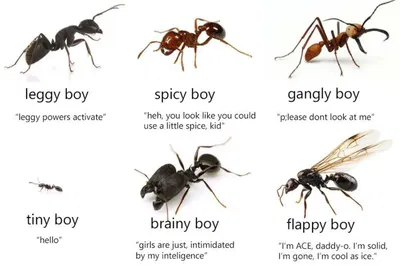 the ant colony