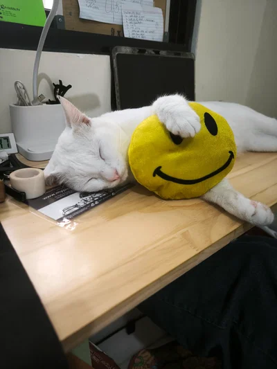 my cat with verity