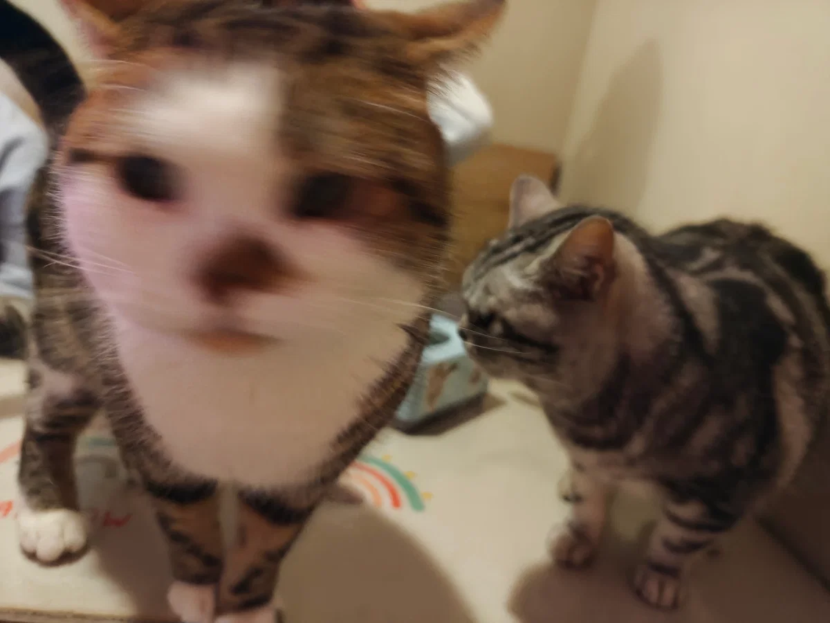 Vague kitten!