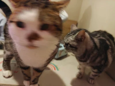 Vague kitten!