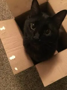 Kitten's questions!