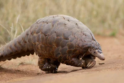 Giant ground pangolin (Smutsia gigantea) : Spotting a female faint ground pangolin in the tropical lowland forests of Central Africa.  