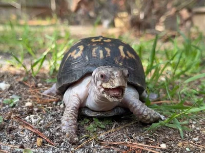 🔥 Ember Koopa: The Lava Castle Showdown 🐢🌋