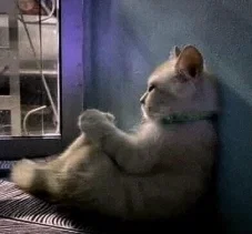 emo cat