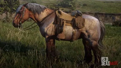 Your Loyal Steed
