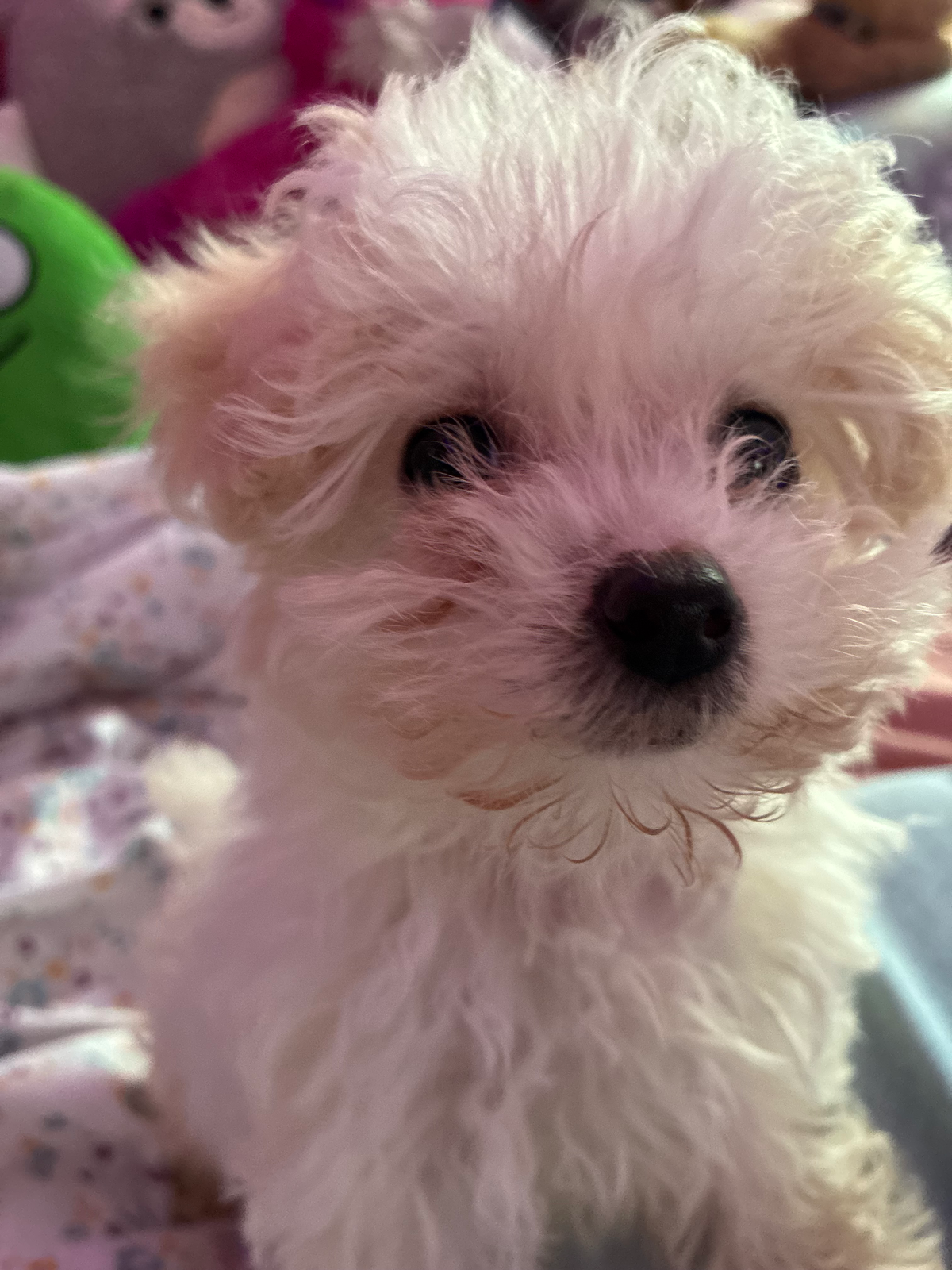 I got a puppy
