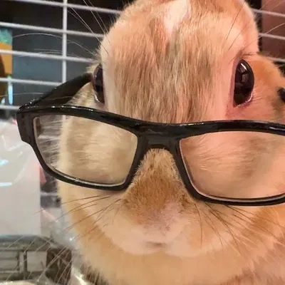 Sydney the... Bunny?