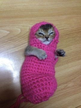 Just a cat