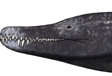 A literal Monquirasaurus named "Ross"