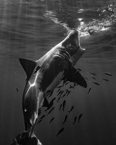 WHITE SHARK