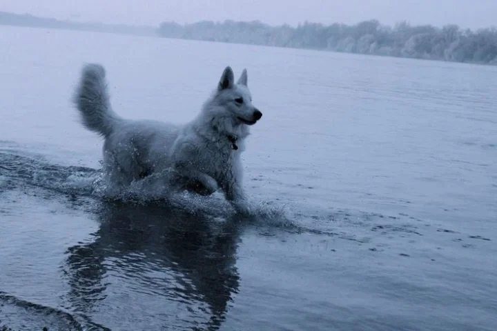 Water Dog-Bec