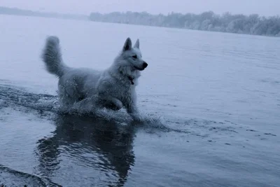 Water Dog-Bec