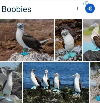 Boobies! (The bird species)