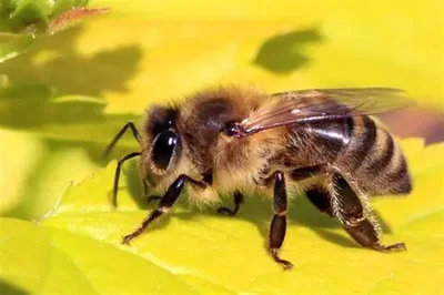 bee movie script which will make this bot the most tokens in janitor