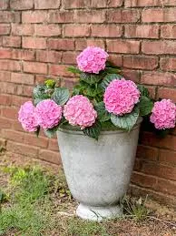 Flora Potterson