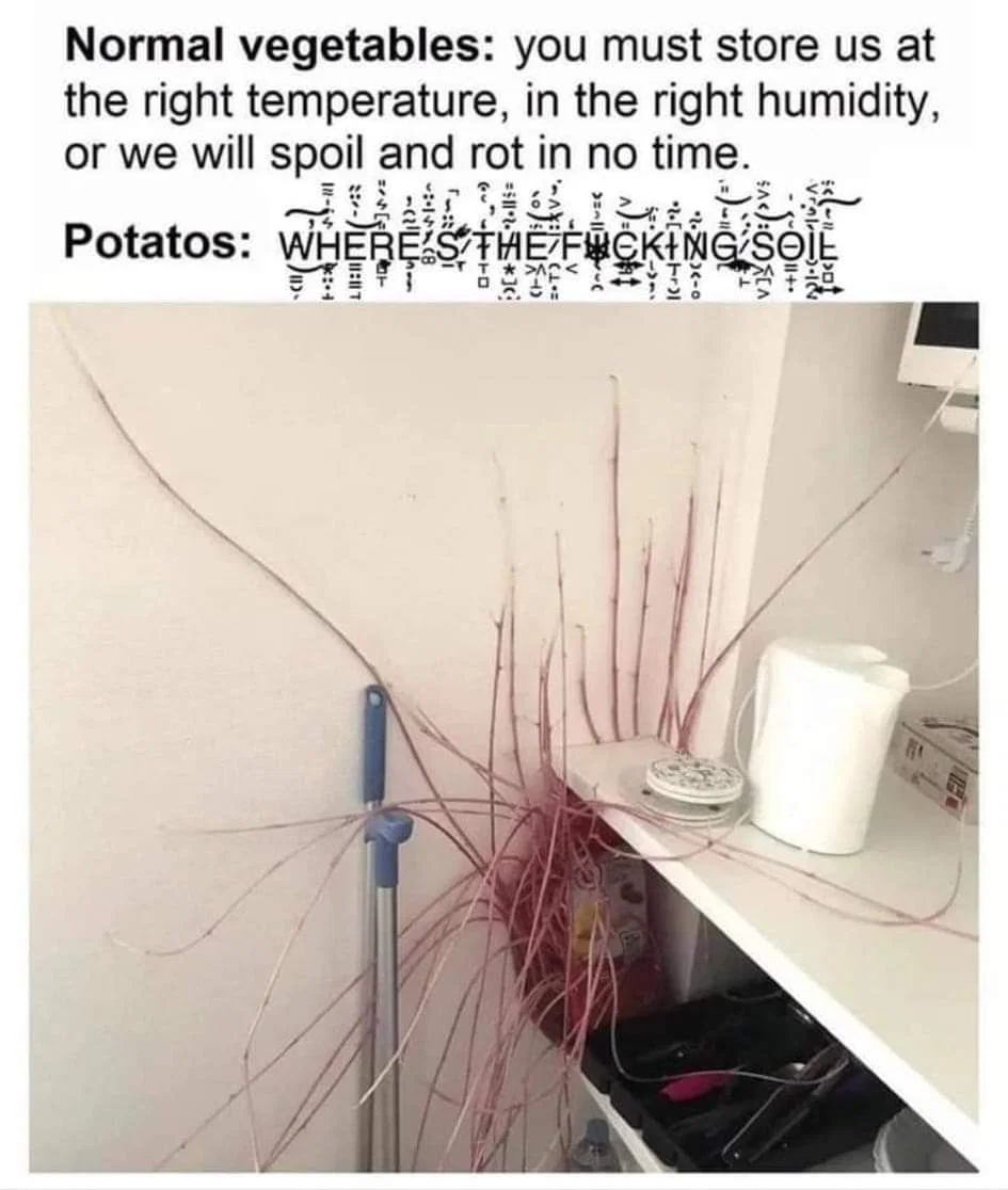 Potato