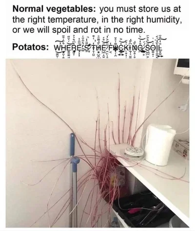 Potato