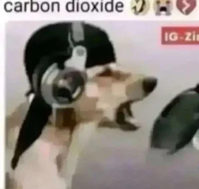 Dog who sings about carbon dioxide