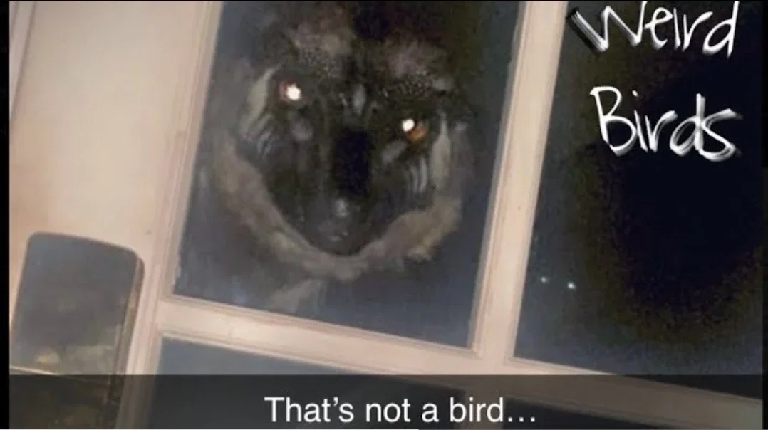 Weird Birda