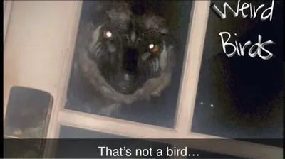 Weird Birda