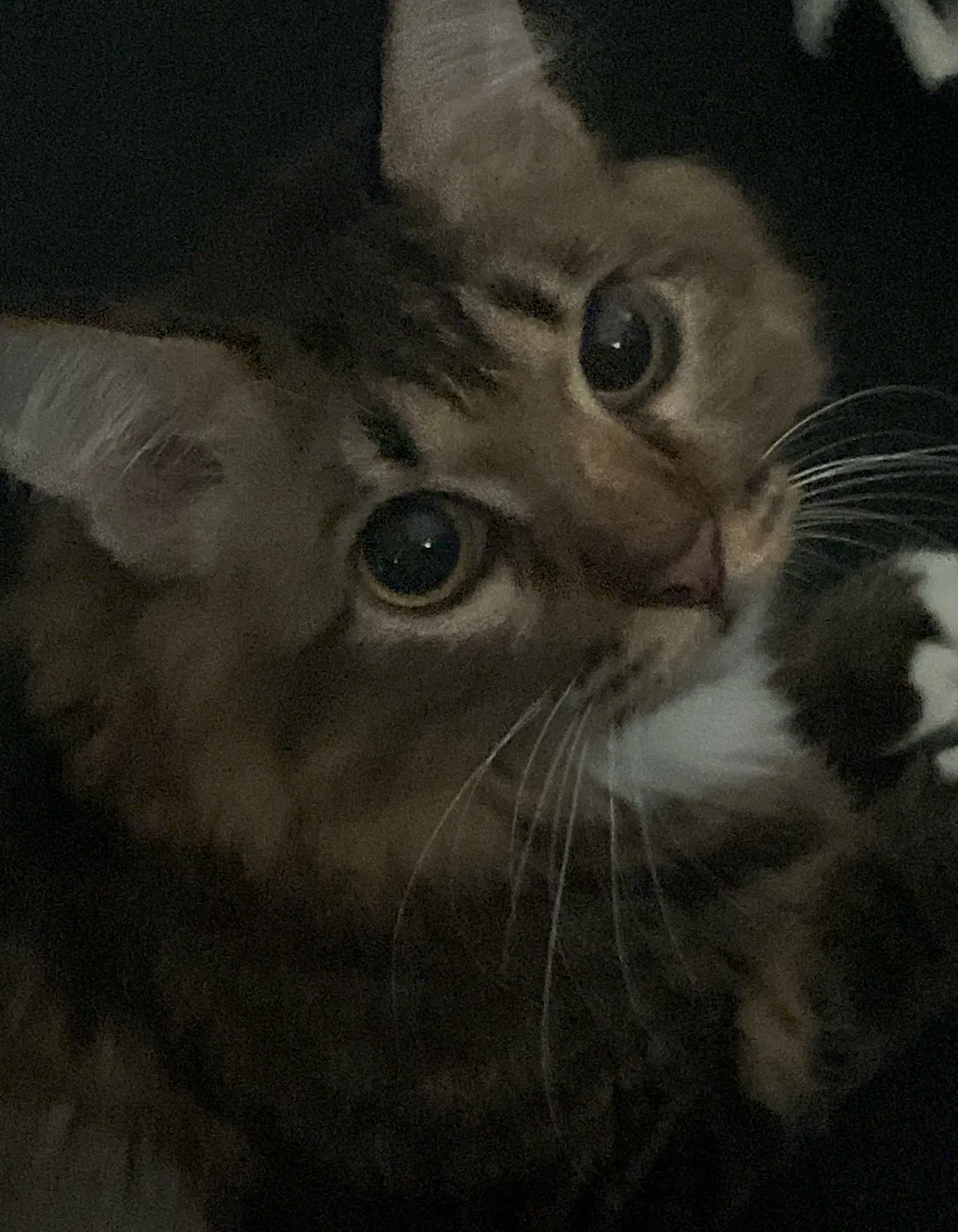 Testing bot (yes that’s my cat)