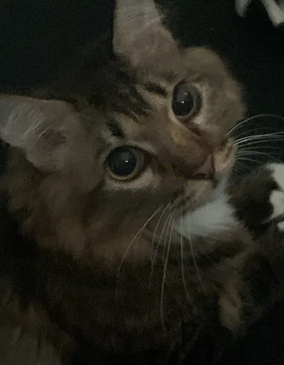Testing bot (yes that’s my cat)