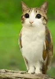 MEOWL 😭😭😭💀