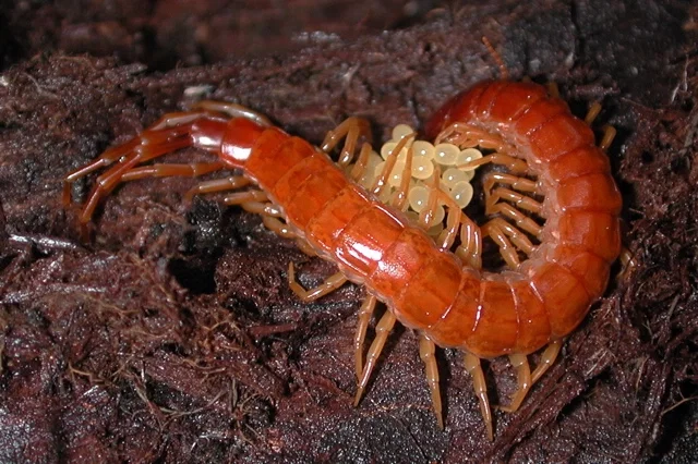 my woman centipede