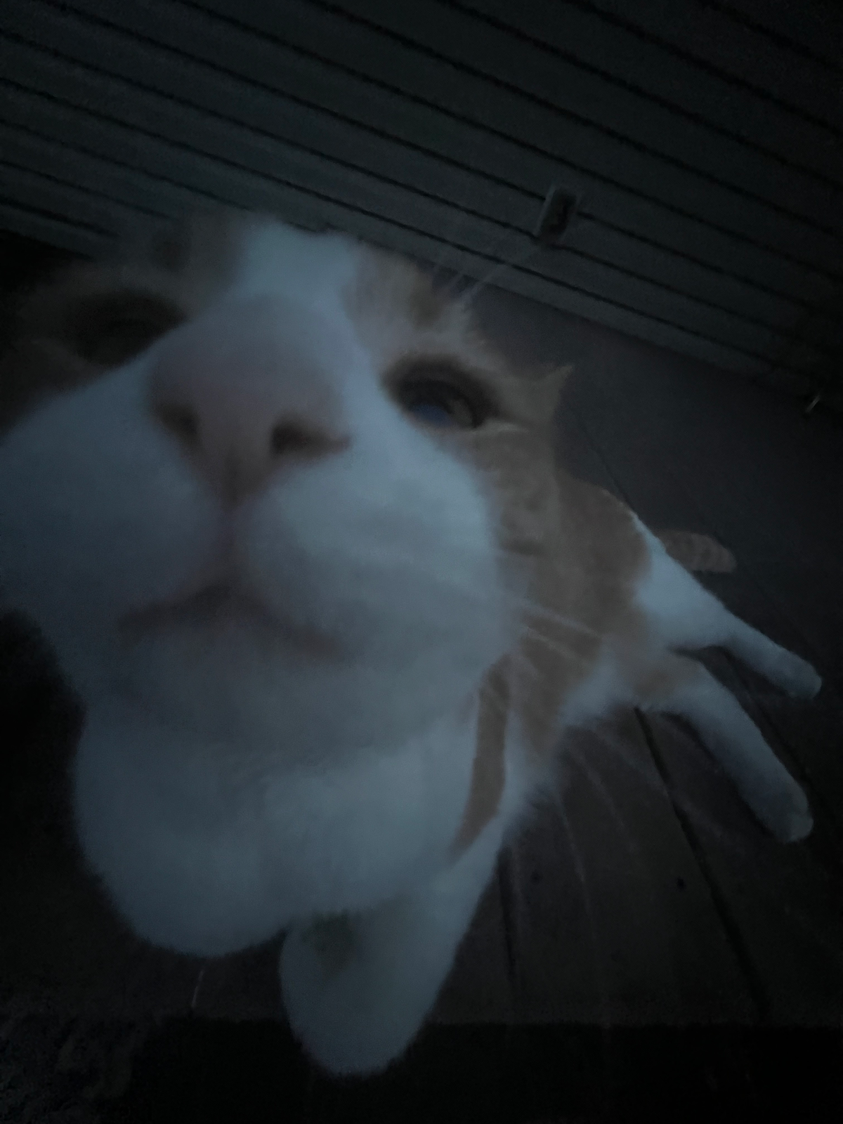 random cat