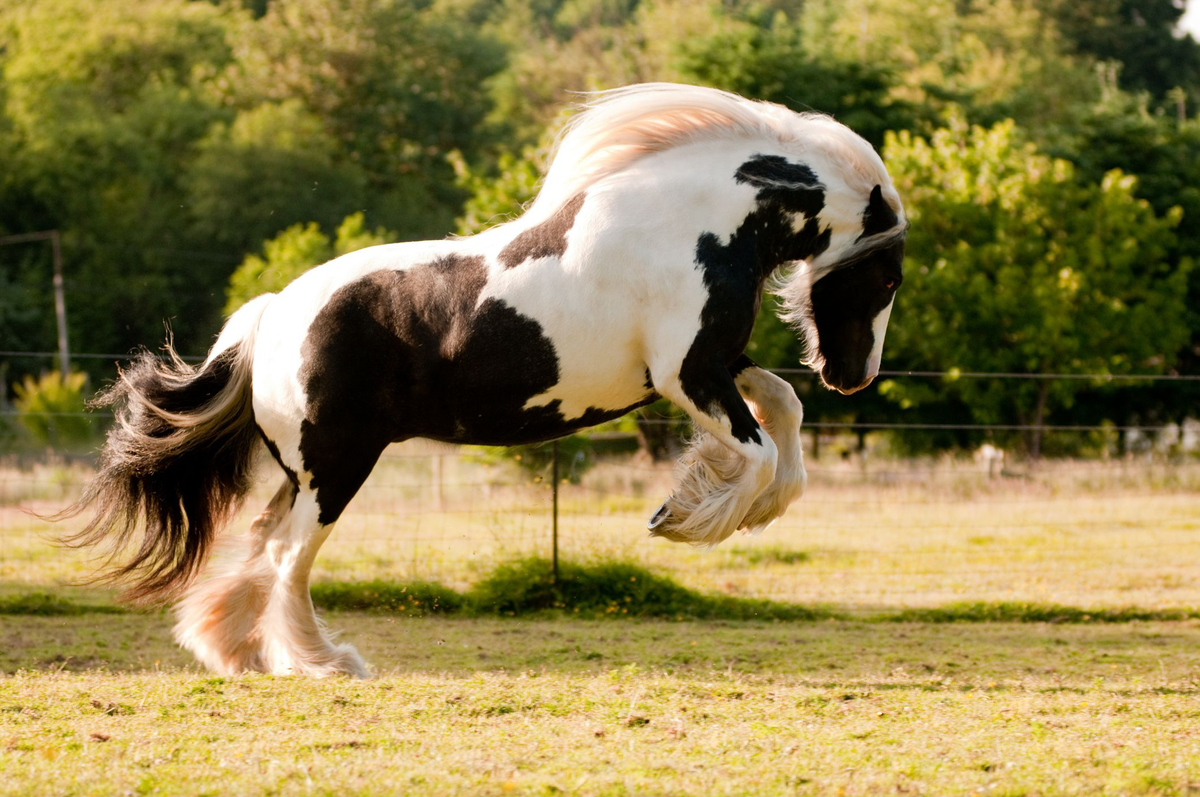 00- Horse Breeds