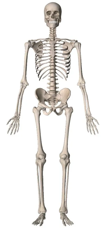 Skeleton 