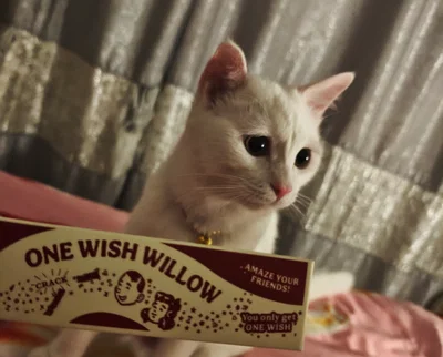 kitten