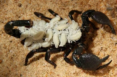 Your scorpion wife | Remy Skarn