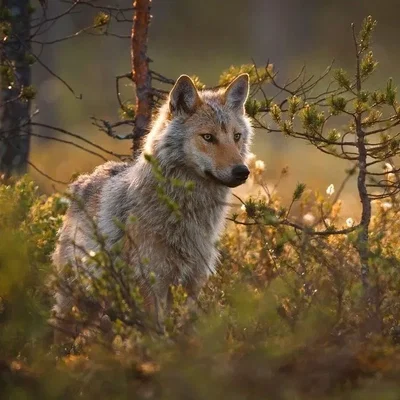 A Wolf Story