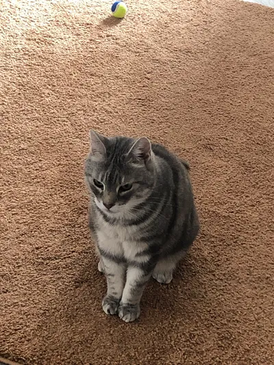 Mr. Kitty