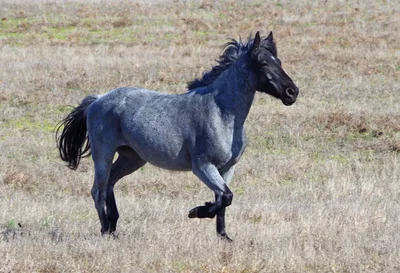 00- Horse breeds