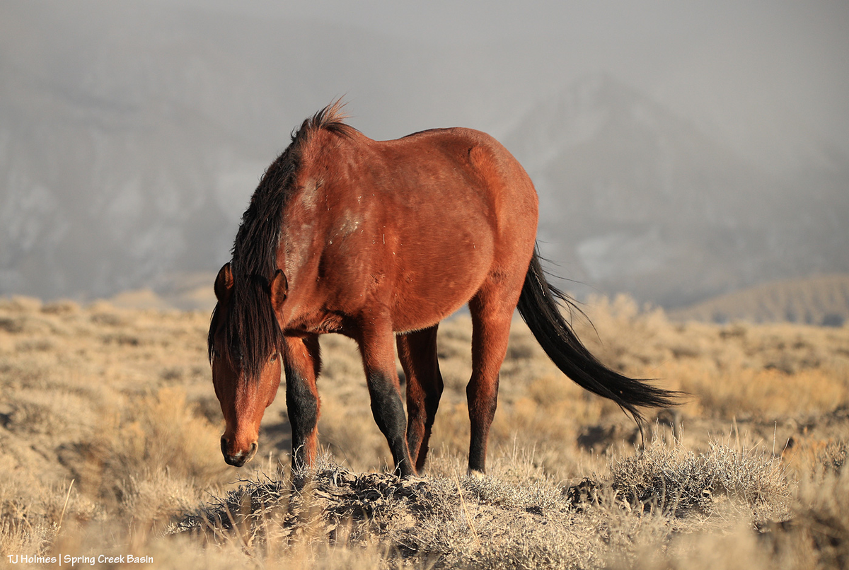 00- Horses breeds