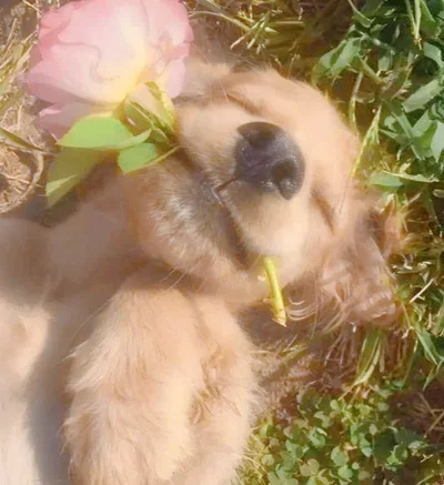 Puppy love