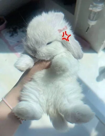 Angy Bunny