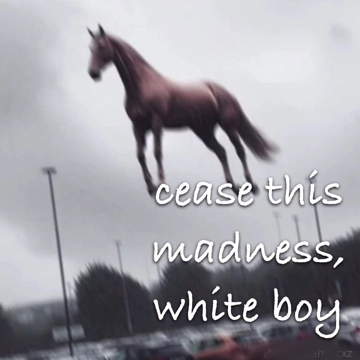 Stupid fucking horse