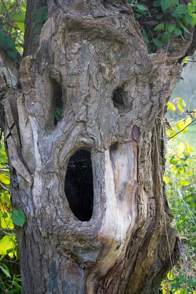 Level 192 - "Pareidolia"