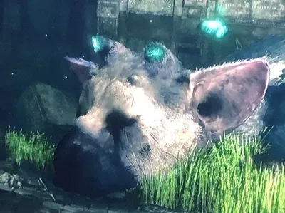 Trico